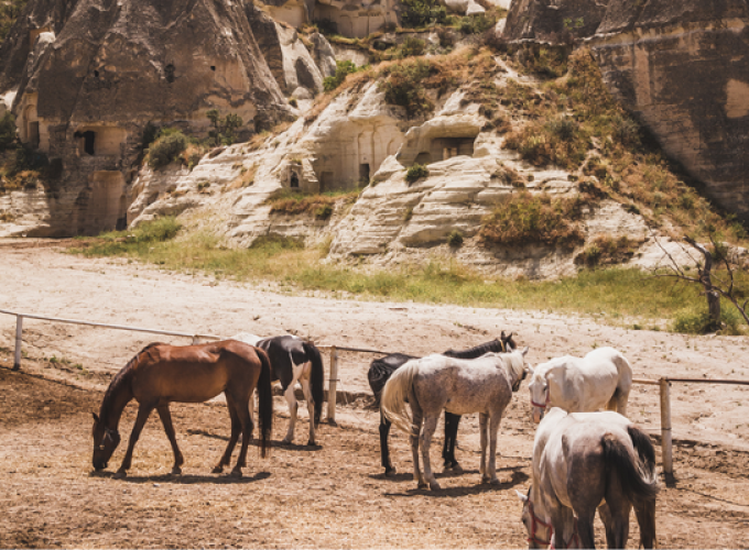 Cappadocia Horseback Tour